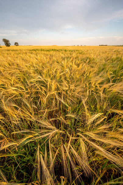 夕暮れ時にアルバータ州で提出された熟した大麦の眺め. - 写真・画像
