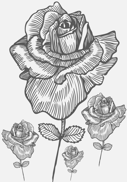 Hand Drawn Rose - Vettoriali, immagini