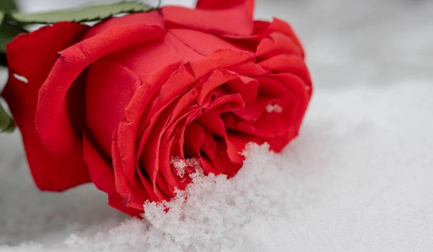 Rose bloemen onder de eerste sneeuw achtergrond. Rode roos op een besneeuwd oppervlak op een winterdag omringd door kleine bladeren. Rose in de sneeuw buiten op een winterdag. Een bloem in de sneeuw op een zonnige dag. - Foto, afbeelding