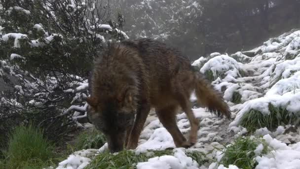 Ibériai farkas - Felvétel, videó