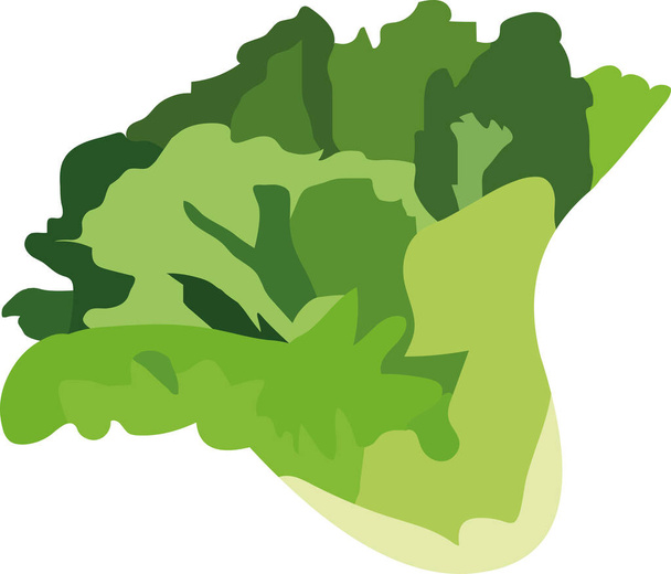 Illustrazione vettoriale di un ortaggio da lattuga - Vettoriali, immagini