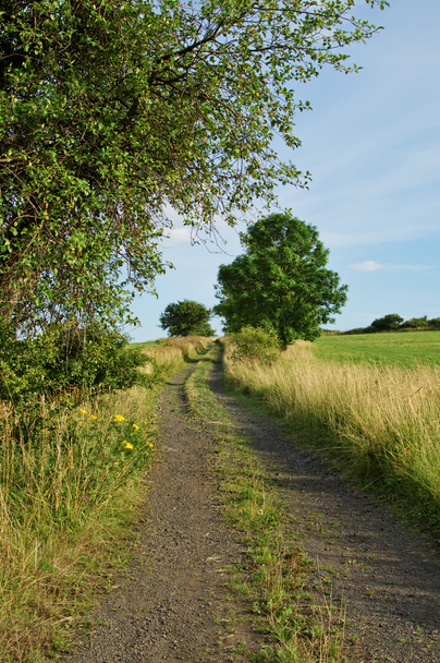 木が並ぶ牧草地間の田舎道 - 写真・画像