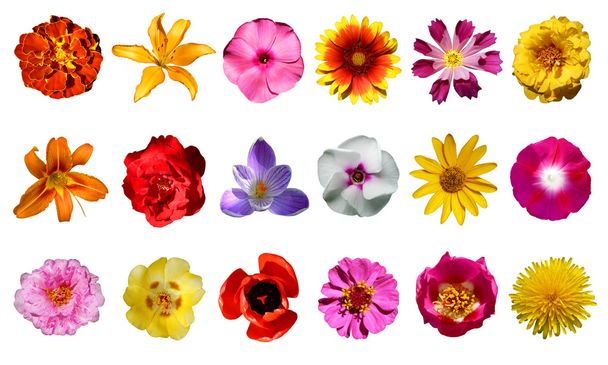 Çiçek koleksiyonu - Fotoğraf, Görsel