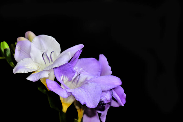 schöne Blumen auf dunklem Hintergrund, Sommerkonzept, Nahsicht - Foto, Bild