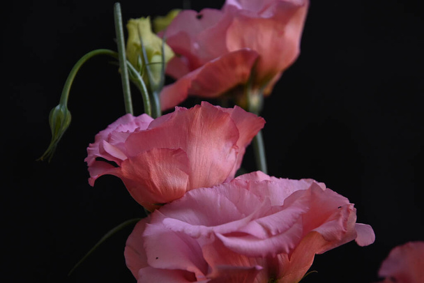 belles fleurs d'eustomes sur fond sombre, concept d'été, vue rapprochée   - Photo, image