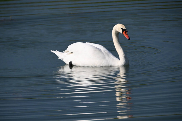 hermoso cisne blanco nadando en la superficie del agua del lago en el día de verano  - Foto, imagen