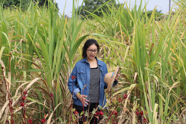 Női mezőgazdasági szakember, szalmakalapban a kezében, hosszú ujjú farmer ingben a cukornád farmon. Az arca megdöbbent.. - Fotó, kép