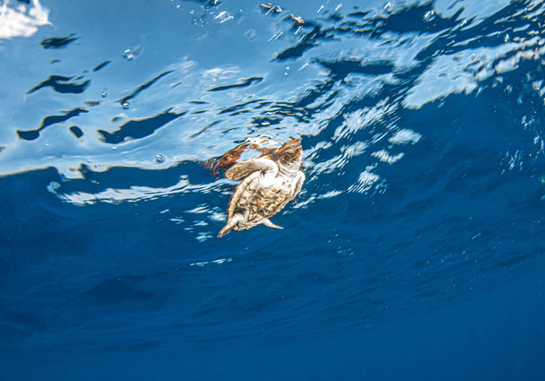 Foto toont een vrijlating van een zeeschildpad op de Bahama 's - Foto, afbeelding
