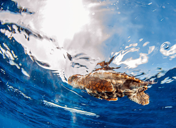 Resim Bahamalar 'da Deniz Kaplumbağası' nın salınışını gösteriyor. - Fotoğraf, Görsel