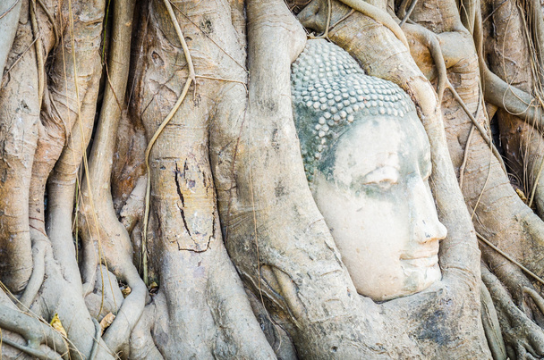 Buddhan pää patsas
 - Valokuva, kuva