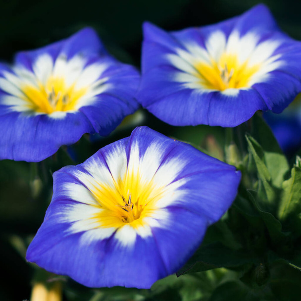 Convolvulus Tricolor flower also known as morning glory or bindweed, close - up view - Photo, Image