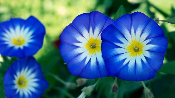 Convolvulus Fleur tricolore également connue sous le nom de gloire du matin ou bindweed, vue rapprochée - Photo, image