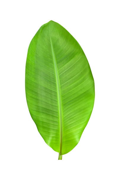 Groene bananenbladeren met unieke motieven, geïsoleerd op een witte achtergrond, inclusief knippad - Foto, afbeelding