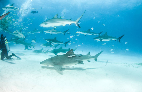 Foto muestra tiburones arrecifes del Caribe y tiburones limón en las Bahamas - Foto, imagen