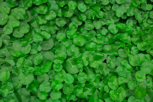 Ένα μικρό μαξιλαράκι κρίνου. σαν φυτό με έντονα πράσινα φύλλα σε σχήμα καρδιάς, που παράγει μικρά μαργαριταρένια λευκά άνθη. Χρησιμοποιήστε αυτή την εικόνα του πράσινου όμορφη ως φόντο. - Φωτογραφία, εικόνα
