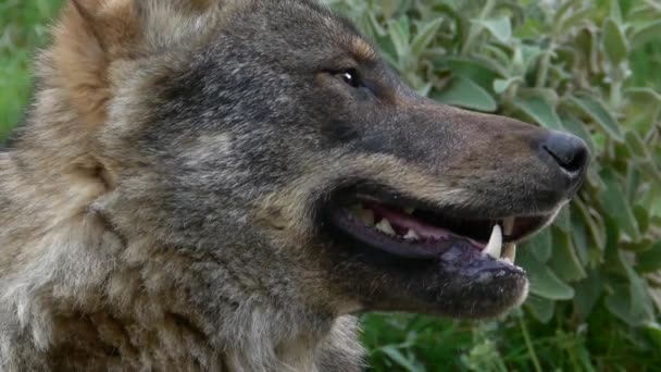 Iberische wolven - Video