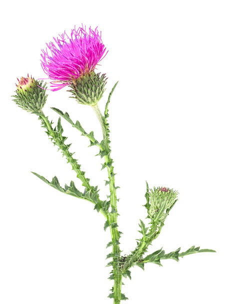 Milk thistle flower on stem isolated on a white background - Foto, afbeelding