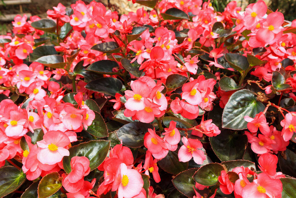 vörös begónia virág a kertben - Fotó, kép