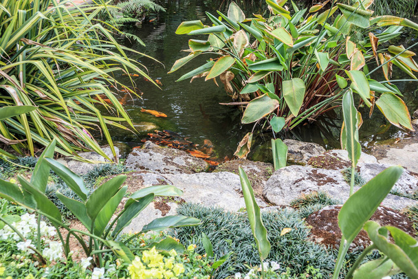 koi fish in garden pond decorative landscape design - Fotografie, Obrázek