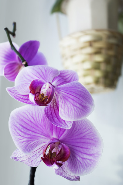 Цветки фаленопсиса
 - Фото, изображение