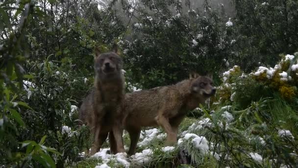 イベリアのオオカミ - 映像、動画