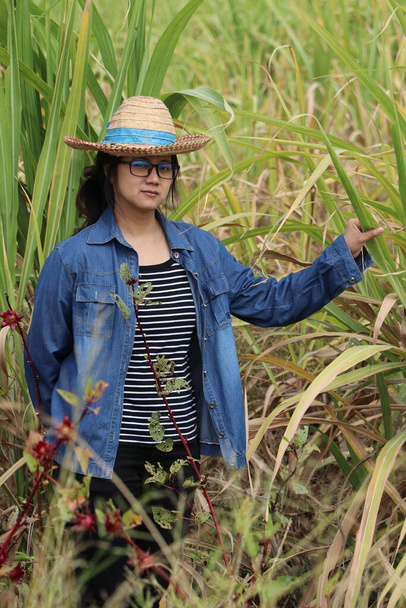 Vrouw landbouwer staande en vangen suikerriet blad, met strohoed en het dragen van Long-sleeve denim shirt in de suikerriet boerderij.  - Foto, afbeelding