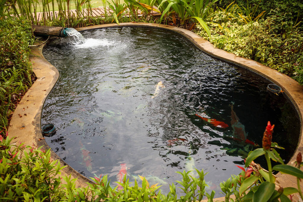 barevné luxusní kapři koi ryby v zahradním jezírku - Fotografie, Obrázek