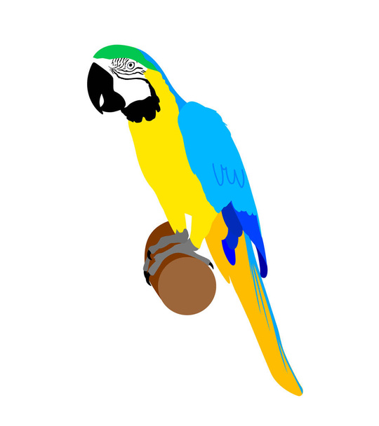 Синий и золотой ара. Векторная иллюстрация попугая. - Вектор,изображение