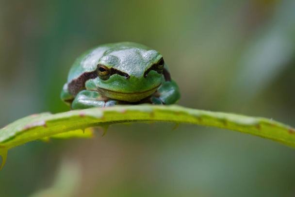 European Tree Frog (Hyla arborea) sitting on a Bramble (Rubus sp.) bush in the forest in Noord Brabant in the Netherlands - Photo, Image