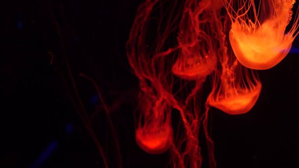 Shiny vibrant fluorescent jellyfish glow underwater, dark neon dynamic pulsating ultraviolet blurred background. Fantasy hypnotic mystic pcychedelic dance. Vivid phosphorescent cosmic medusa dancing. - Photo, Image
