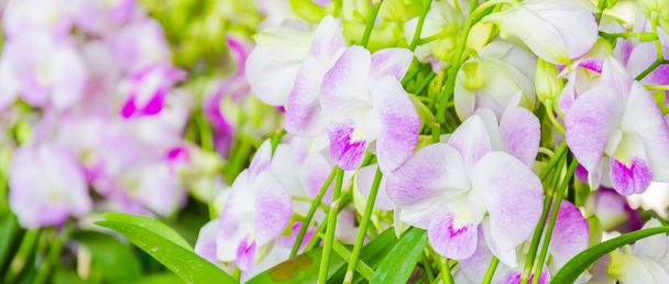 Flores de orquídeas
 - Foto, Imagem