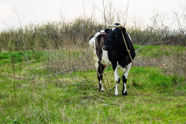 Корова на пастбище - Фото, изображение