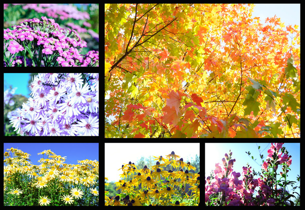 цветы осень - Фото, изображение