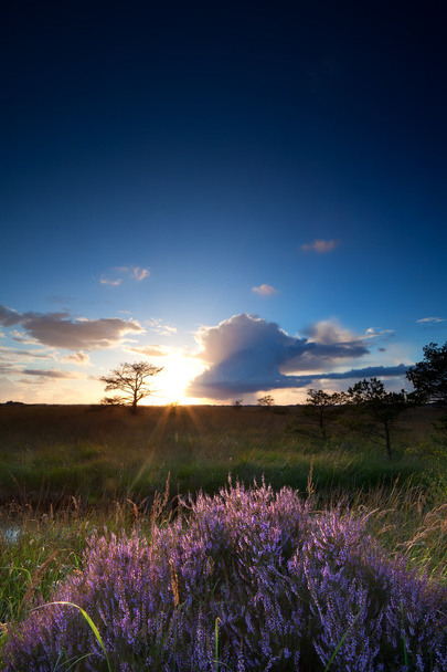 zonsondergang zonneschijn over heather bloemen - Foto, afbeelding
