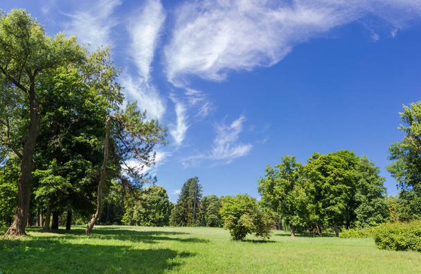 Oczyszczanie parku wśród drzew iglastych i liściastych oraz krzewów na tle nieba z cyrrusowymi chmurami w letni słoneczny dzień - Zdjęcie, obraz