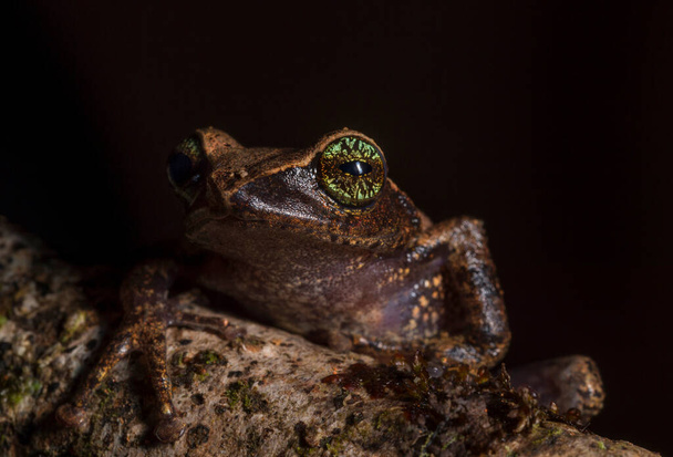 Raorchestes Cholorosomma Aka Green eyed Bush Frog, Munnar, Kerala, India - Photo, Image