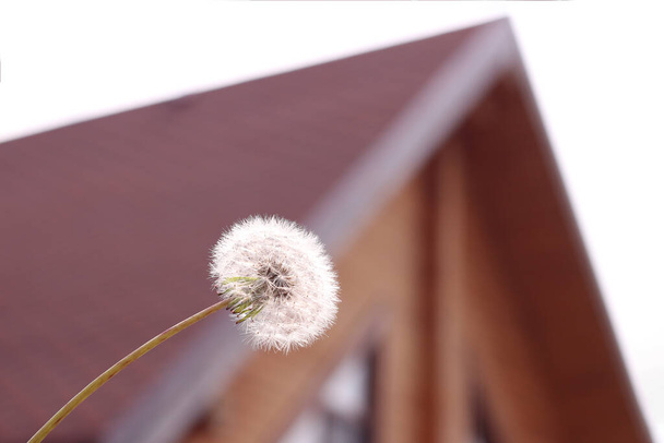 close-up - a fluffy dandelion in the background of a blurred silhouette of the house. - Foto, Bild