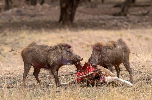 Cinghiali impegnati a mangiare carcasse, Ranthambhore, Rajasthan, India - Foto, immagini