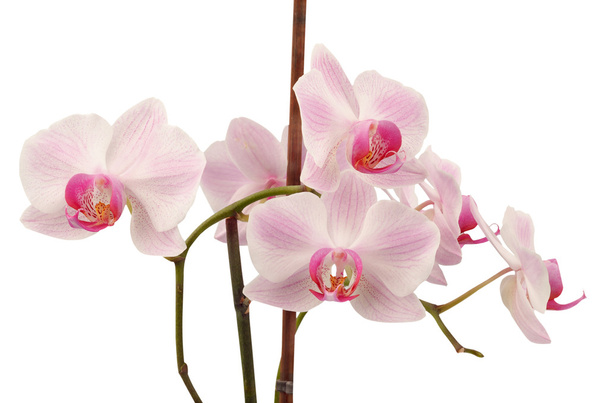 růžový pruhovaný orchidej květina izolovaných na bílém pozadí - Fotografie, Obrázek