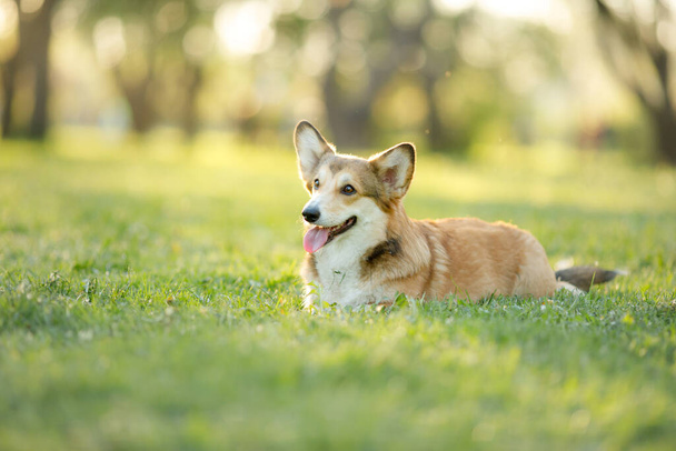 dog portrait in nature. red and white Welsh corgi pembroke on the grass. Popular breed. Pet in park - Foto, Imagen