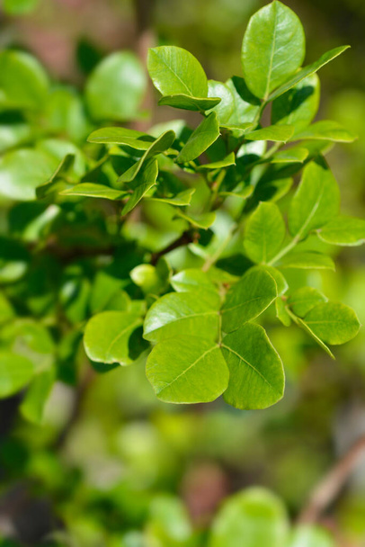 Bush boer-bean leaves - Latin name - Schotia latifolia - 写真・画像