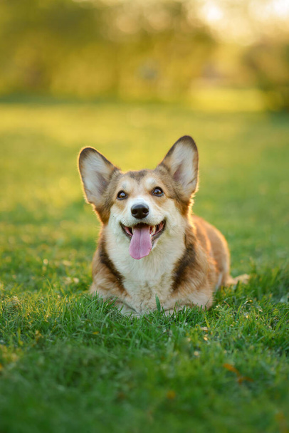 dog portrait in nature. red and white Welsh corgi pembroke on the grass. Popular breed. Pet in park - Photo, Image