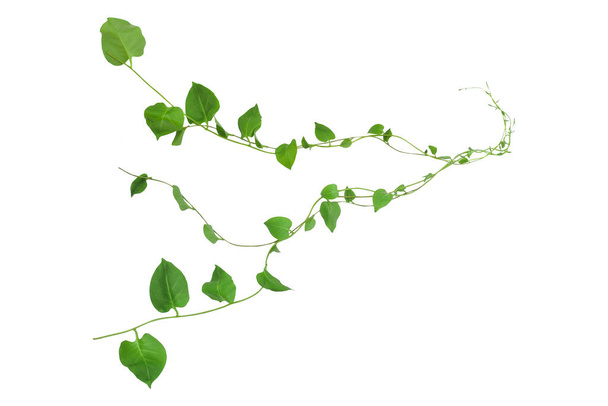 Heart shaped green leaves climbing vines ivy of cowslip creeper (Telosma cordata) the creeper forest plant growing in wild isolated on white background, clipping path included. - Photo, Image