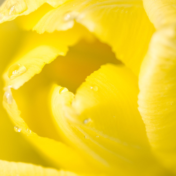 yellow tulip background - Fotó, kép