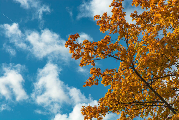 yellowed leaves on maple branches against the blue sky - Foto, Bild