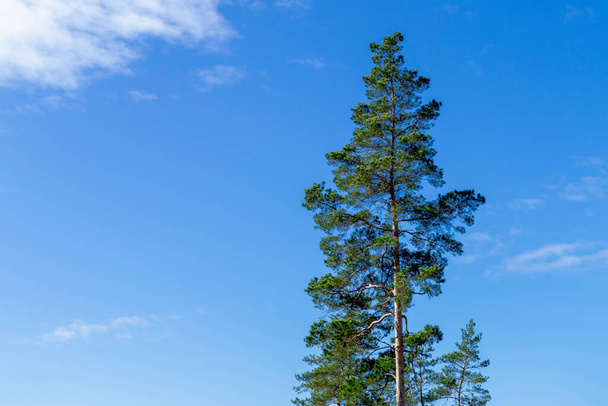 The top of a pine tree against a blue sky with white clouds on a sunny day. With place for text. Latvia nature. - Фото, изображение