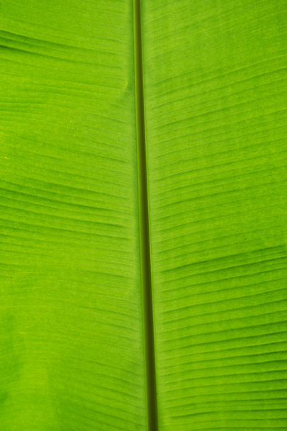 green leaf - Fotó, kép