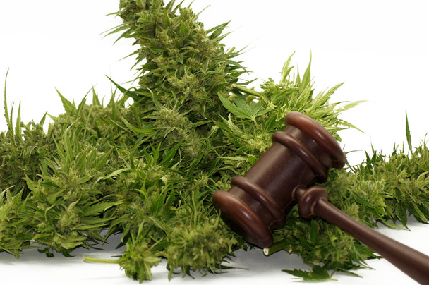 Cannabis hennep drug marihuana hasj vrijgesteld op witte achtergrond                       - Foto, afbeelding