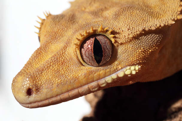 caledonian tepeli gecko detay - Fotoğraf, Görsel