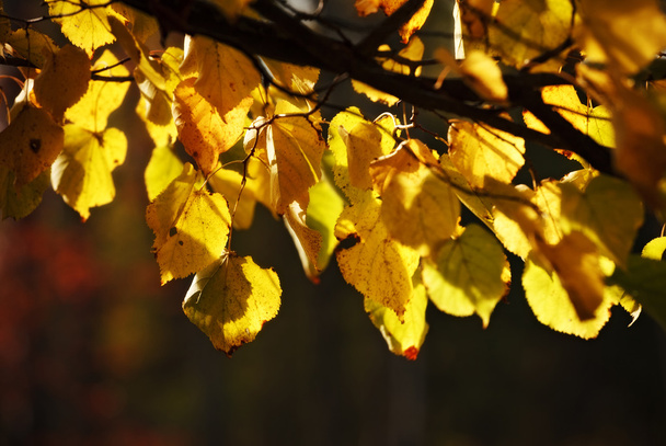 Autumn aspen leaves - Фото, изображение